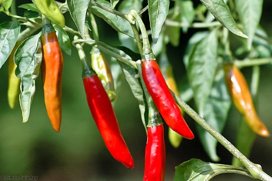 Piment Cayenne