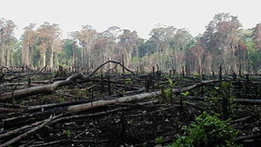 Forêt 