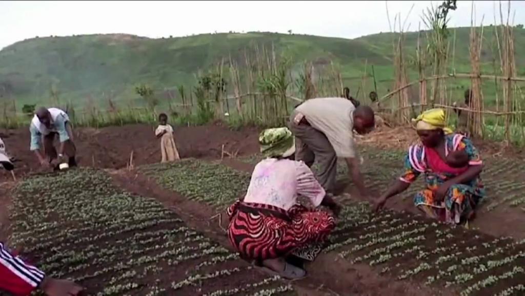 agriculture 