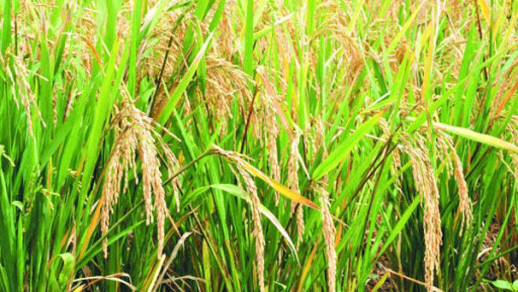 riz 