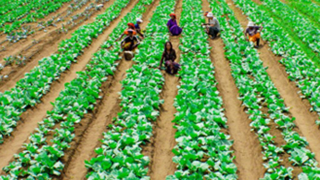agriculture 