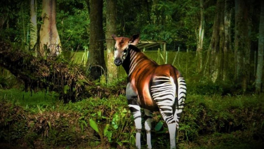 Okapi 