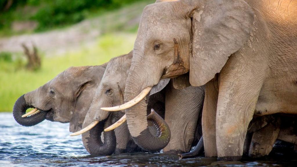 Éléphant 