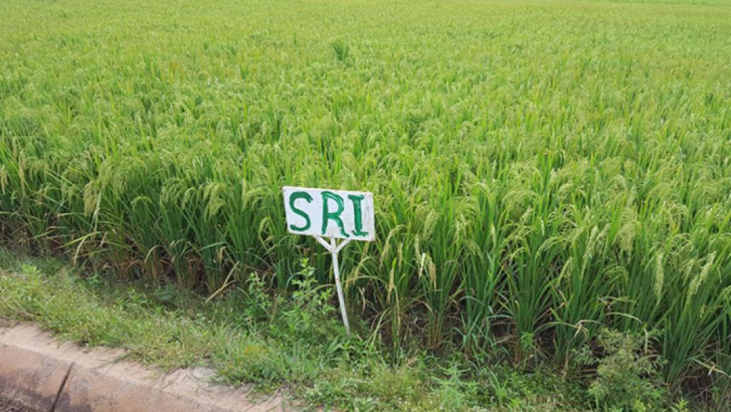Riziculture 