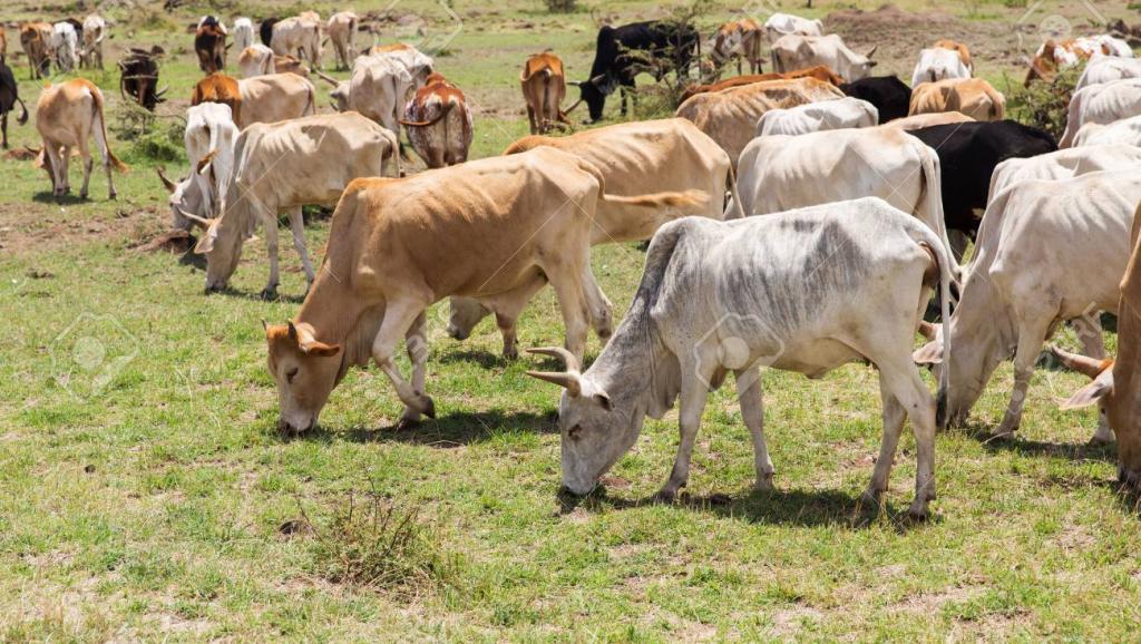 vaches 