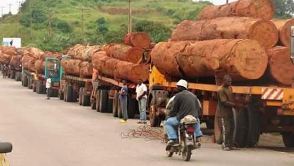 bois grumes 