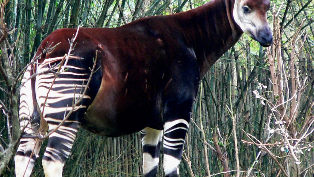 Okapi 