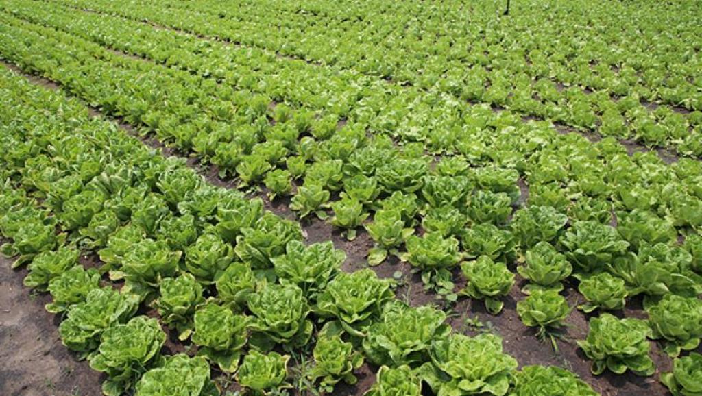 Agriculture. Ph. Droits tiers.