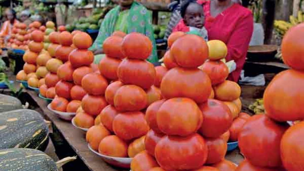 tomates