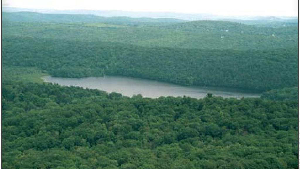 FOrêt