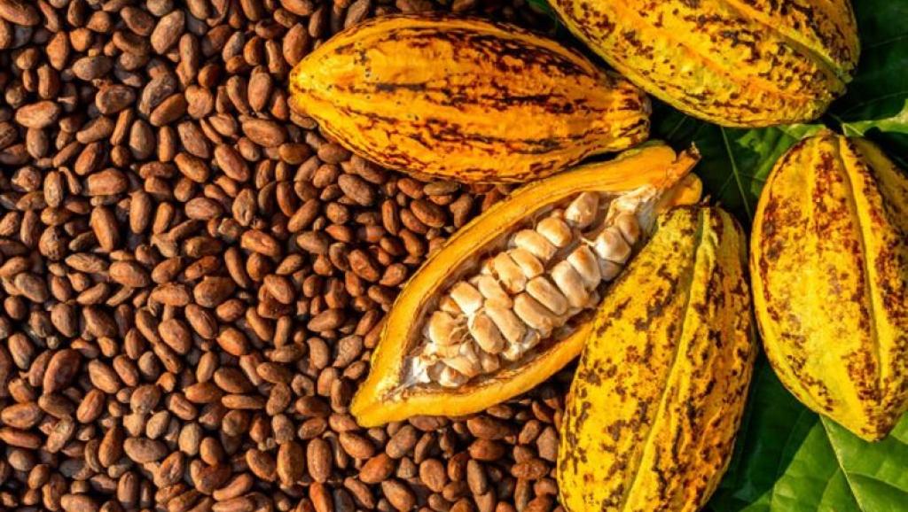 Cacao