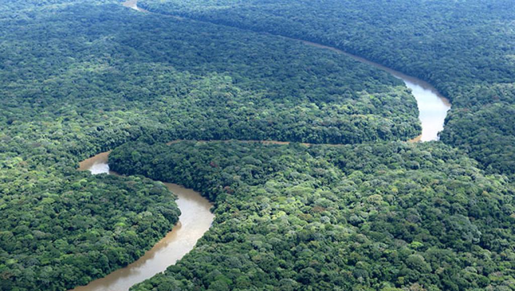 Forêt