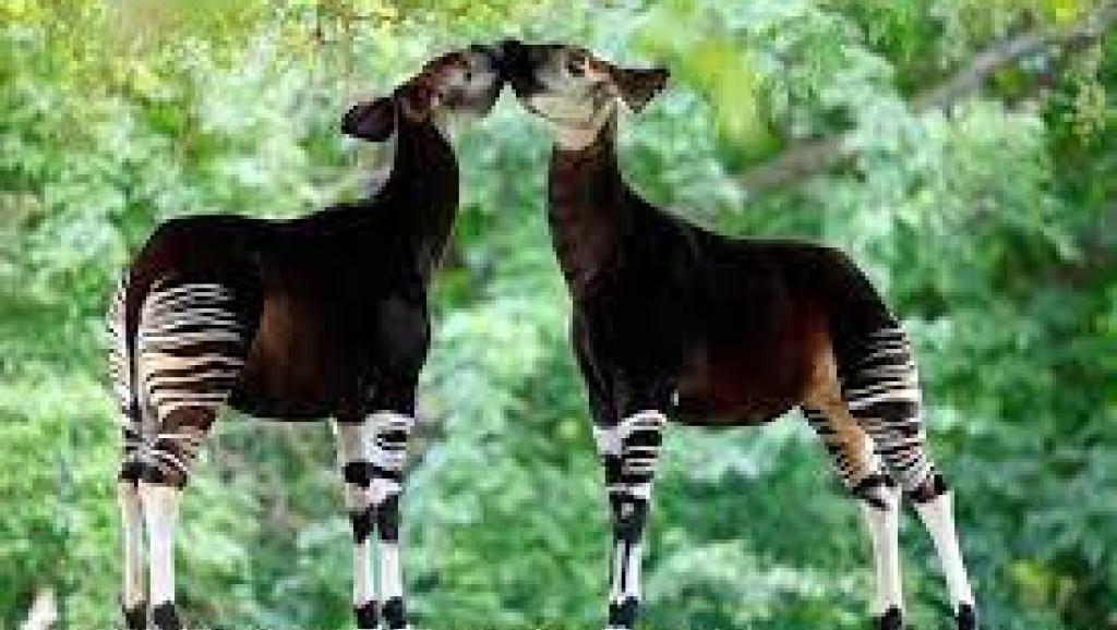l'Okapi