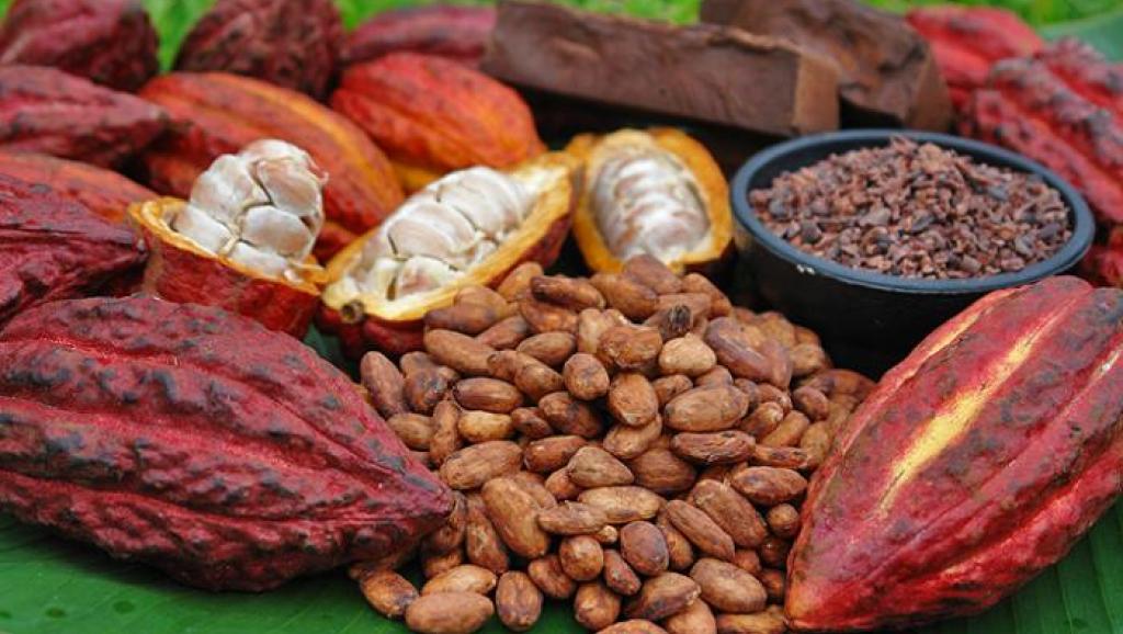 Cacao