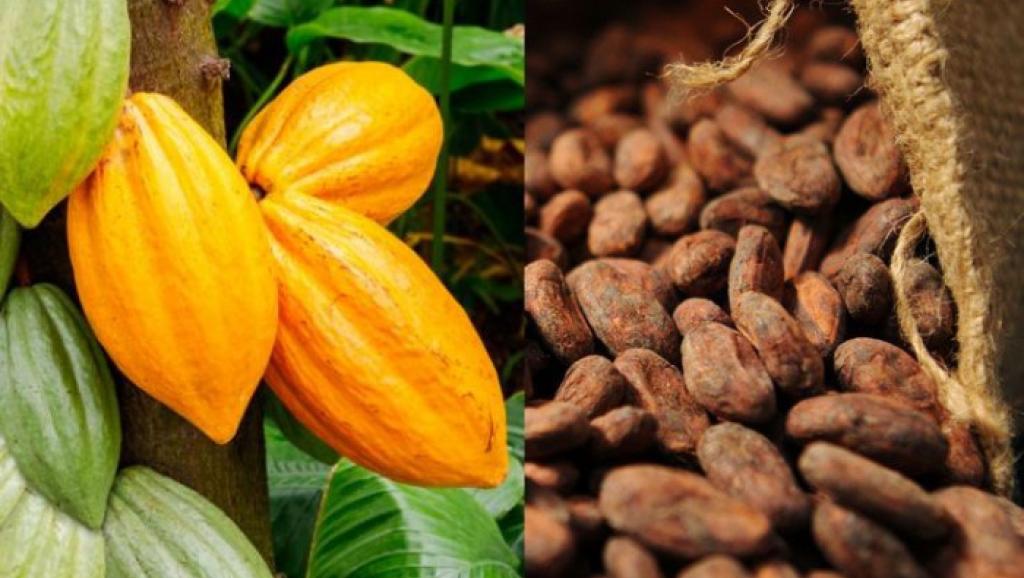 Le cacao