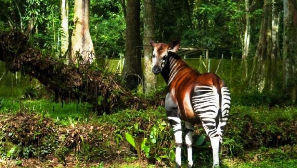l'Okapi dans la forêt 