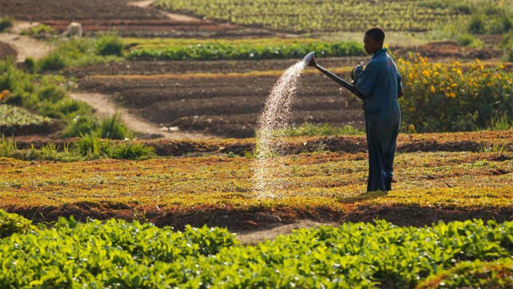 Un des défis est la complexité et la fragmentation extrêmes du système alimentaire mondial.