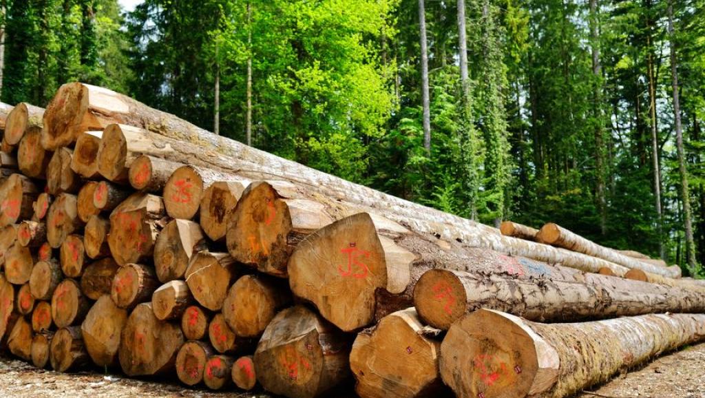 Les bois grumes issus d'une forêt 