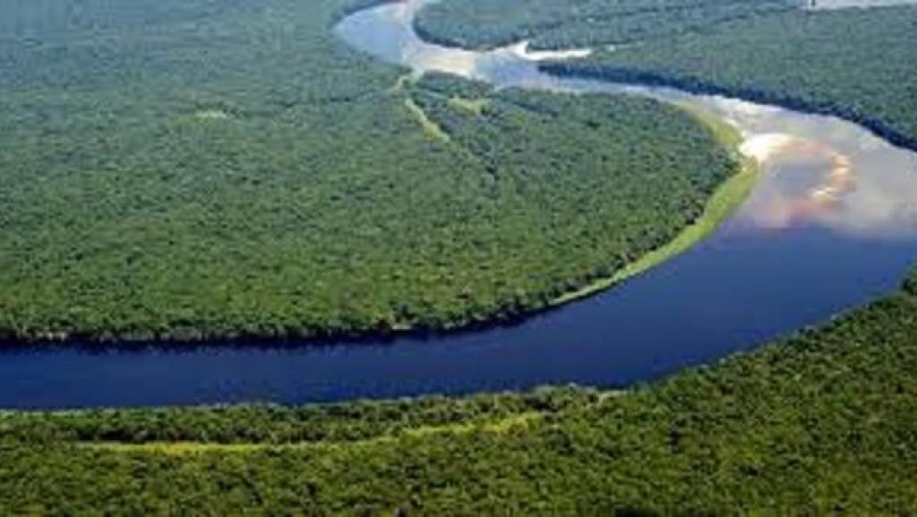 Une vue des forêts du Bassin du Congo