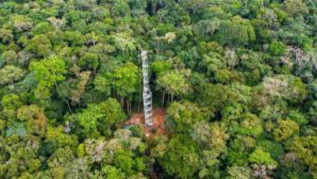 Une vue de la forêt en RDC 