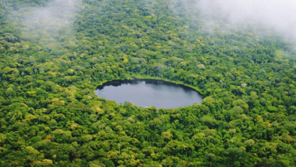 Une forêt en RDC.