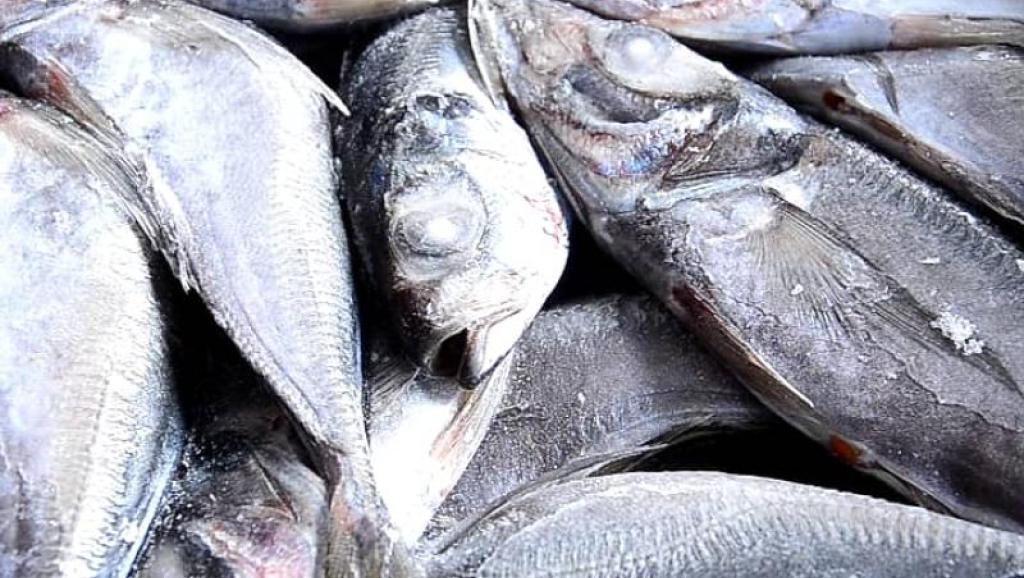 Des poissons chinchards. Photo d'illustration 