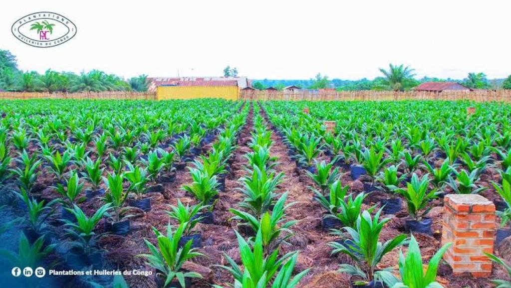 Une vue des champs de Plantations et Huileries du Congo