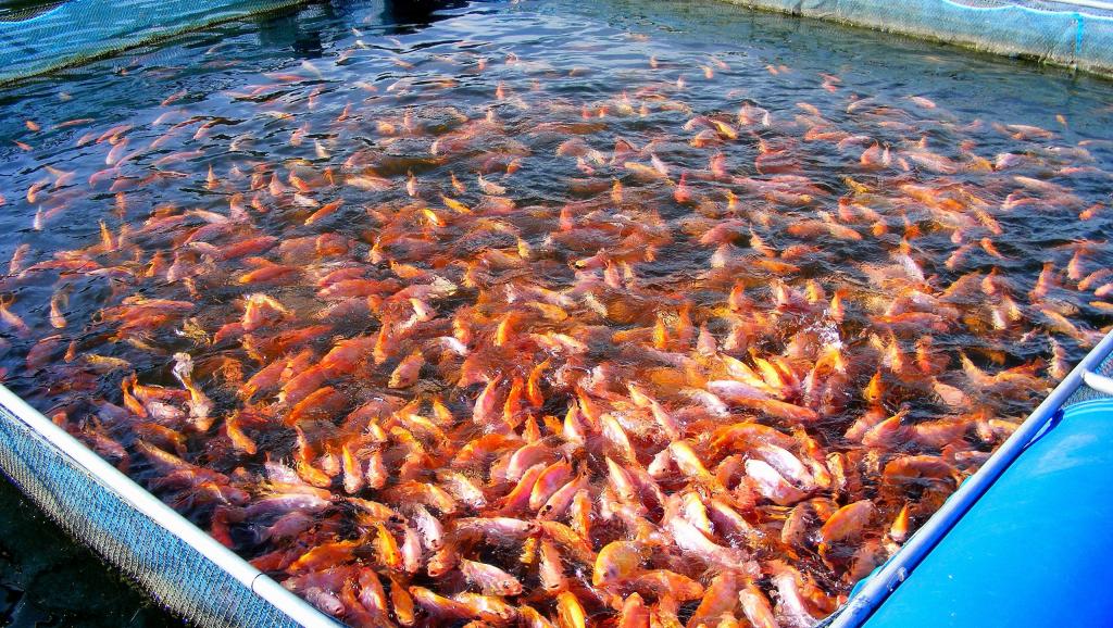 Le terme "aquaculture" est utilisé pour qualifier la culture d'organismes aquatiques (poissons, algues, crustacés, mollusques…) en milieu fermé