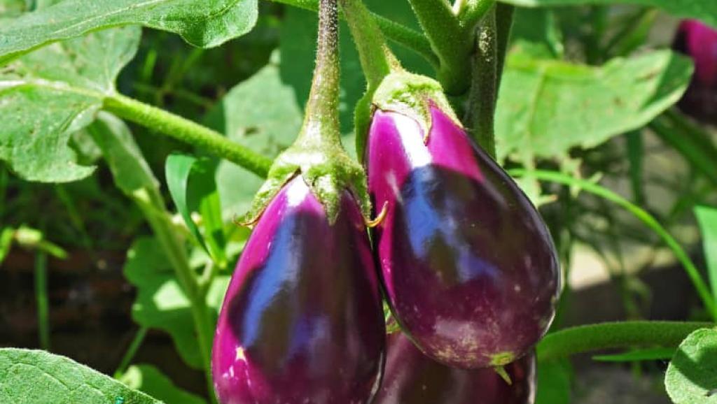 Aubergines. Ph Droits tiers 