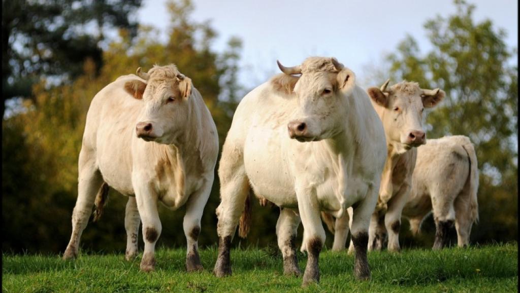Vaches 