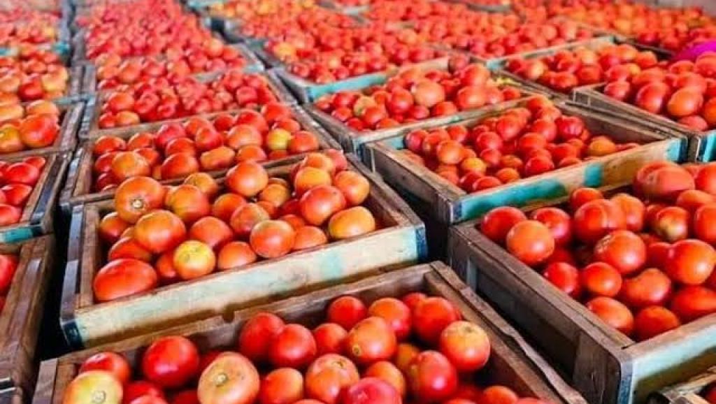 Tomates 