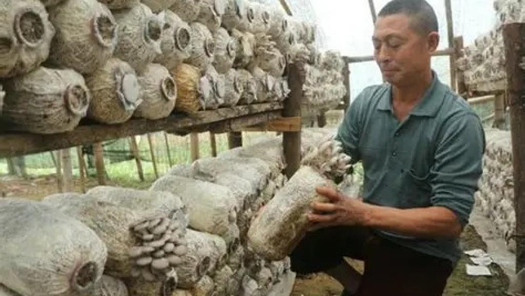 La technique Juncao pour la production des champignons comestibles médicinaux 