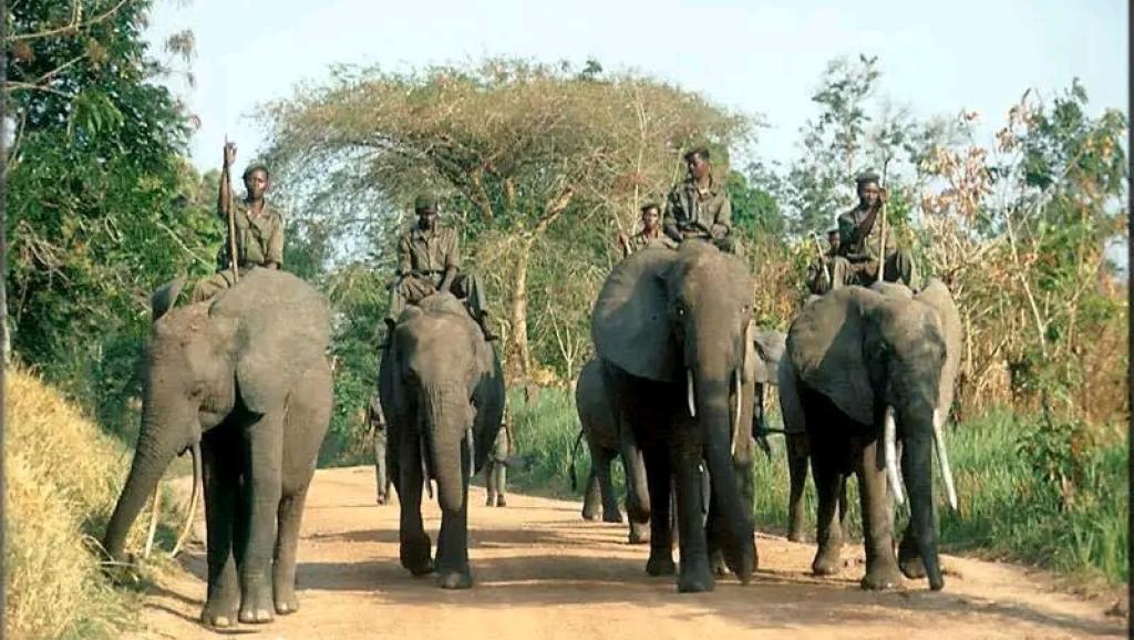 Des éléphants dans le Parc national de la Garamba, en RDC.