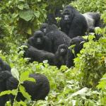 Parc des Virunga