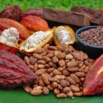 Cacao