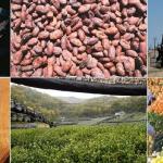 Les produits agricoles