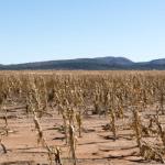 Un champ de maïs frappé par la sécheresse