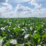 Un champ de maïs . Photo d'illustration