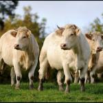 Vaches 