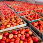 Tomates 