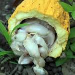 Cacao