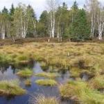 Tourbières 