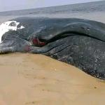 Une baleine échouée morte à Moanda.
