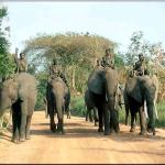 Des éléphants dans le Parc national de la Garamba, en RDC.