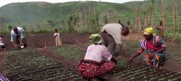 agriculture 