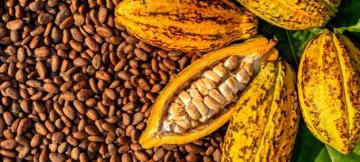 cacao 