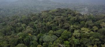Une forêt du Bassin du Congo