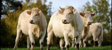 Vaches 