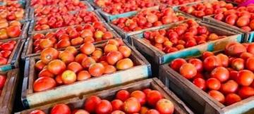 Tomates 