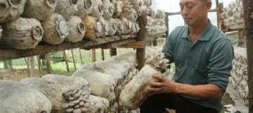 La technique Juncao pour la production des champignons comestibles médicinaux 